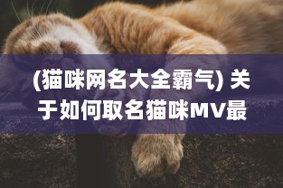 (猫咪网名大全霸气) 关于如何取名猫咪MV最新地域网名的具体方法和创意策略