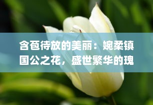 含苞待放的美丽：婉柔镇国公之花，盛世繁华的瑰丽象征 v5.3.5下载