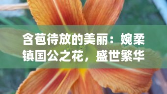 含苞待放的美丽：婉柔镇国公之花，盛世繁华的瑰丽象征 v5.3.5下载