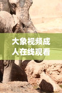 大象视频成人在线观看：带你领略多元化娱乐新体验，探索丰富多彩的成人教育视界