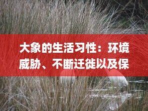 大象的生活习性：环境威胁、不断迁徙以及保护大象群体的迫切需要 v7.5.5下载