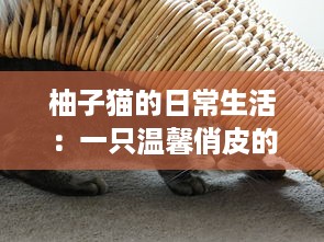 柚子猫的日常生活：一只温馨俏皮的猫咪如何带给我们无尽的幸福感