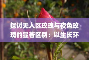 探讨无人区玫瑰与夜色玫瑰的显著区别：以生长环境、色彩特征和文化象征意义为切入点