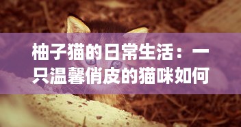 柚子猫的日常生活：一只温馨俏皮的猫咪如何带给我们无尽的幸福感 v3.5.4下载