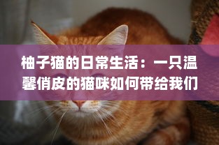 柚子猫的日常生活：一只温馨俏皮的猫咪如何带给我们无尽的幸福感 v9.3.4下载