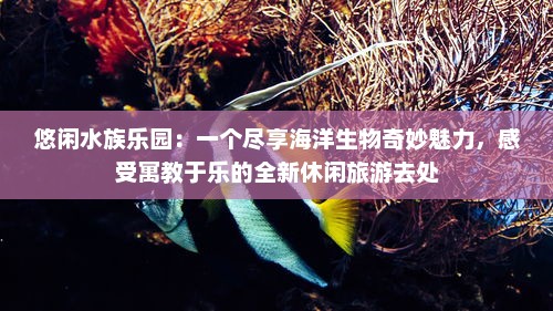 悠闲水族乐园：一个尽享海洋生物奇妙魅力，感受寓教于乐的全新休闲旅游去处