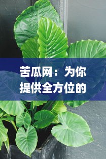 苦瓜网：为你提供全方位的健康饮食指导，助力绿色生活方式的倡导和推广