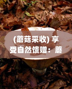 (蘑菇采收) 享受自然馈赠：蘑菇免费采摘活动，体验亲近大自然的乐趣