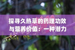 探寻久热草的药理功效与营养价值：一种潜力无穷的草本植物资源