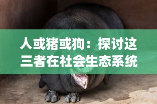 人或猪或狗：探讨这三者在社会生态系统中的关键角色与相互关系的深入研究