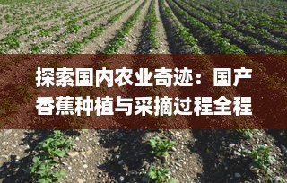 探索国内农业奇迹：国产香蕉种植与采摘过程全程实拍视频在线观看