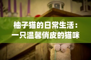 柚子猫的日常生活：一只温馨俏皮的猫咪如何带给我们无尽的幸福感 v3.4.8下载