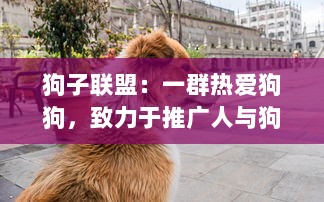 狗子联盟：一群热爱狗狗，致力于推广人与狗之间友谊的有爱组织