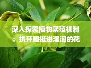 深入探索植物繁殖机制：扒开腿挺进湿润的花苞高清视频展示