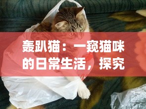 轰趴猫：一窥猫咪的日常生活，探究其可爱动作背后隐藏的科学奥秘