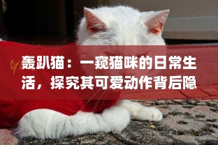 轰趴猫：一窥猫咪的日常生活，探究其可爱动作背后隐藏的科学奥秘