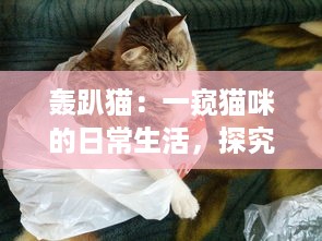 轰趴猫：一窥猫咪的日常生活，探究其可爱动作背后隐藏的科学奥秘