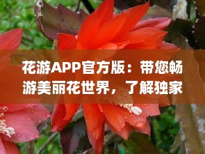 花游APP官方版：带您畅游美丽花世界，了解独家花卉知识  ，探索未知的花卉秘籍，分享独到的养花技巧。