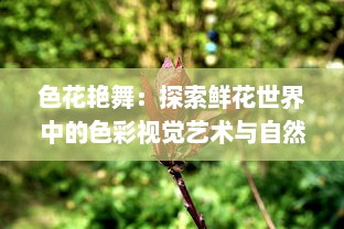 色花艳舞：探索鲜花世界中的色彩视觉艺术与自然生态之美的全新解读