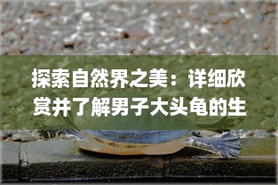 探索自然界之美：详细欣赏并了解男子大头龟的生活习性和特性的高清图片 v0.7.7下载