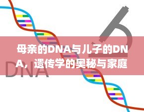 母亲的DNA与儿子的DNA，遗传学的奥秘与家庭关系的微妙