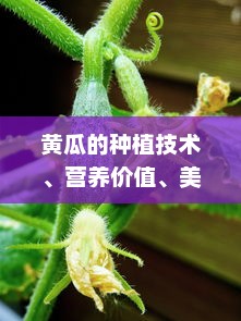 黄瓜的种植技术、营养价值、美食做法及其在美容行业的应用研究