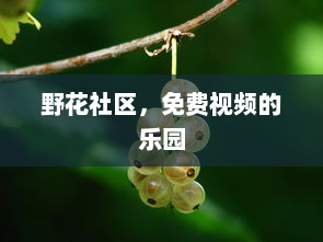 野花社区，免费视频的乐园